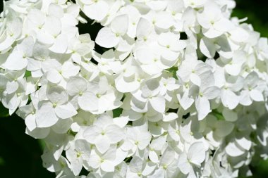 Yazın güzel beyaz ortanca çiçekleri