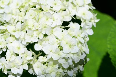 Yazın güzel beyaz ortanca çiçekleri