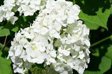 Yazın taze beyaz ortanca çiçeği çalısı