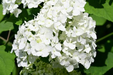 Yazın taze beyaz ortanca çiçeği çalısı