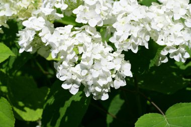 Yazın taze beyaz ortanca çiçeği çalısı