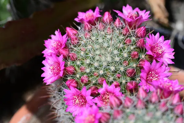 Kaktüs çiçekleri, kaktüs saksısı.