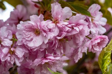 Pembe kiraz çiçeklerinin yakın plan çekimi. Baharda parkta. 