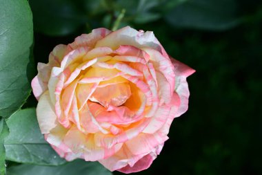 Yeşil yapraklı gül, yaz arkaplanı