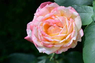 Bahçedeki güzel güller