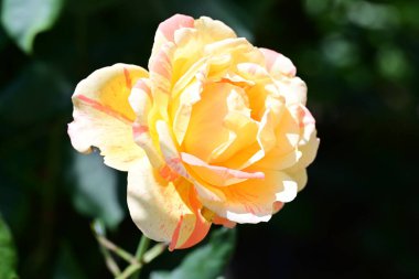 Bahçedeki güzel sarı güller