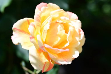 Güneşli yaz gününde bahçede yetişen güzel çiçekler.