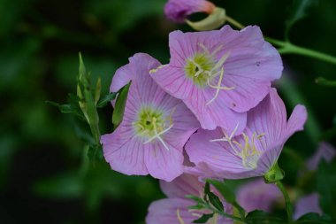Bahçedeki güzel pembe çiçekler