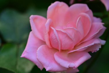 Gül yaprakları doğal gün ışığı altında