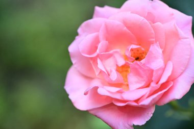 Bahçedeki pembe gül çiçeğinin yakın görüntüsü 
