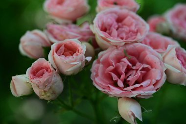 Gül yapraklarının detaylı görünümü