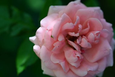 Gül yapraklarının detaylı görünümü