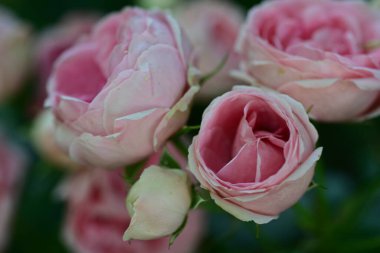 Gül yapraklarının detaylı görünümü