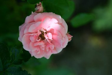 Gül yapraklarının detaylı görünümü