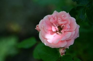 Sabah ışığında taze gül çalısı