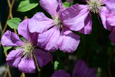 Bahçedeki güzel pembe çiçekler