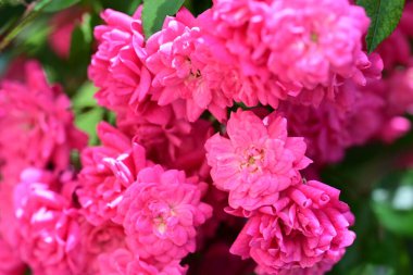 Sabah ışığında taze gül çalısı