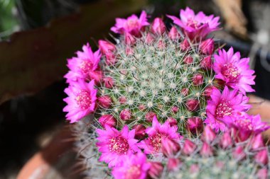 Bahçesinde pembe çiçekler olan bir kaktüse yaklaş.