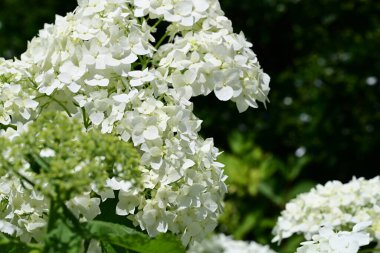 Bahçedeki beyaz çiçekler, yakın. 