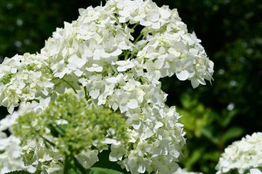 Bahçedeki beyaz çiçekler, yakın. 