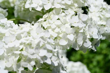 Bahçedeki beyaz çiçekler, yakın. 