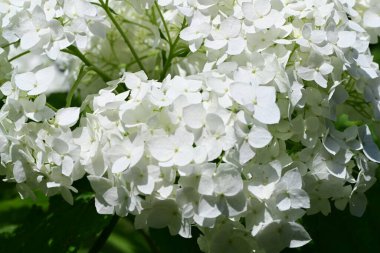 Bahçedeki ağaçtaki ya da çalılıktaki beyaz çiçekler  