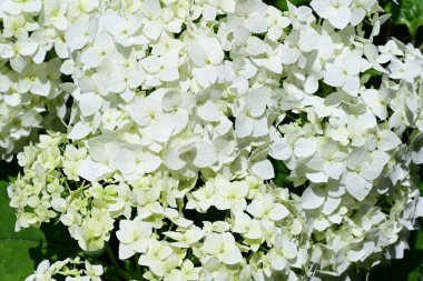 Bahçedeki ağaçtaki ya da çalılıktaki beyaz çiçekler  