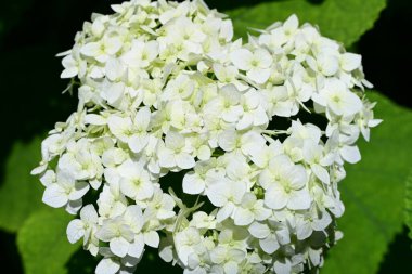 Bahçedeki ağaçtaki ya da çalılıktaki beyaz çiçekler  