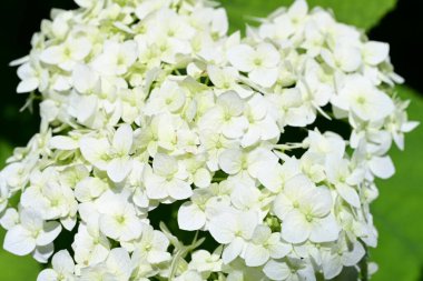 Bahçedeki ağaçtaki ya da çalılıktaki beyaz çiçekler  