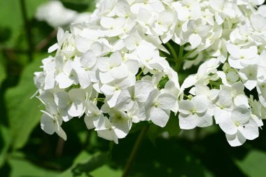 Bahçedeki ağaçtaki ya da çalılıktaki beyaz çiçekler  