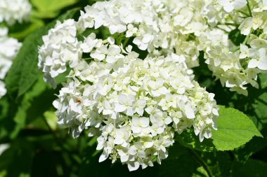 Bahçedeki ağaçtaki ya da çalılıktaki beyaz çiçekler  