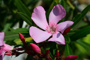 Yaz bahçesindeki güzel çiçeklerin yakın plan görüntüsü, doğa konsepti.
