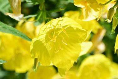 Yaz bahçesindeki güzel çiçeklerin yakın plan görüntüsü, doğa konsepti.