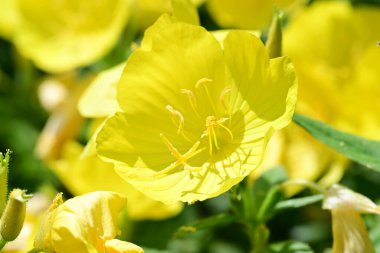 Yaz bahçesindeki güzel çiçeklerin yakın plan görüntüsü, doğa konsepti.