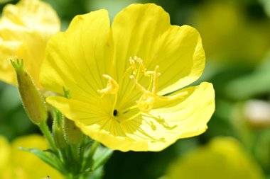 Yaz bahçesindeki güzel çiçeklerin yakın plan görüntüsü, doğa konsepti.