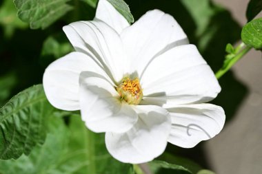 Güneşli yaz gününde bahçede büyüyen güzel beyaz çiçek.