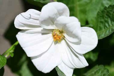 Güneşli yaz gününde bahçede büyüyen güzel beyaz çiçek.