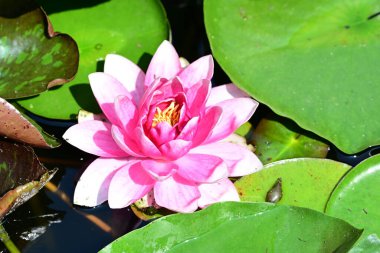 Gölette büyüyen nilüfer çiçeği