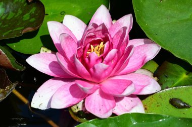 Gölette büyüyen nilüfer çiçeği