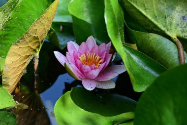 Gölette büyüyen nilüfer çiçeği