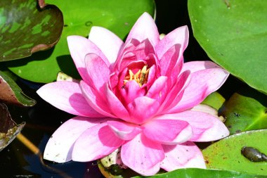 Gölette büyüyen nilüfer çiçeği