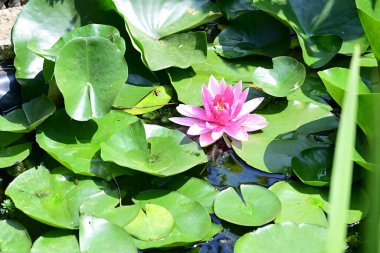 Gölette büyüyen nilüfer çiçeği