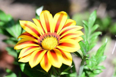 Yaz bahçesindeki güzel çiçeklerin yakın plan görüntüsü, doğa konsepti.