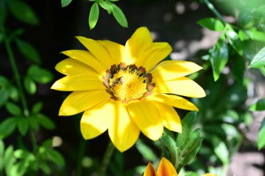 Yaz bahçesindeki güzel çiçeklerin yakın plan görüntüsü, doğa konsepti.