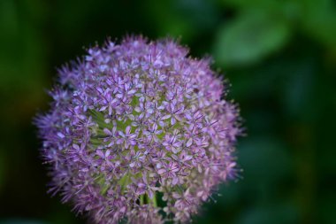 Yaz bahçesindeki güzel çiçeklerin yakın plan görüntüsü, doğa konsepti.