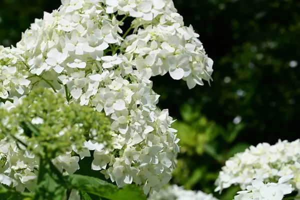 Bahçedeki beyaz çiçekler, yakın. 