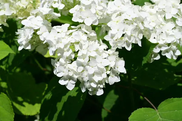 Bahçedeki ağaçtaki ya da çalılıktaki beyaz çiçekler  