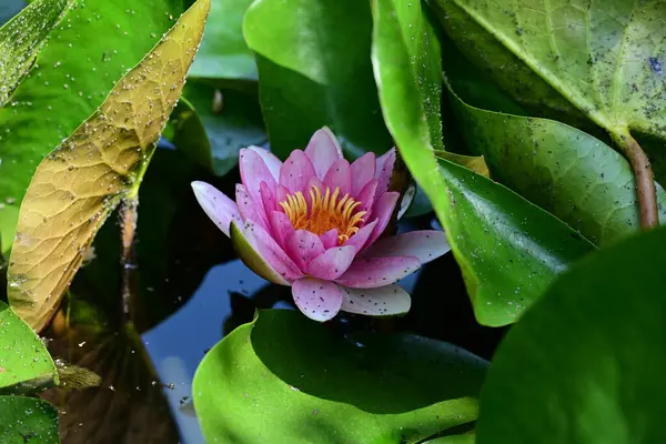 Gölette büyüyen nilüfer çiçeği