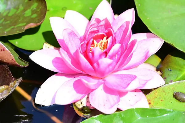 Gölette büyüyen nilüfer çiçeği