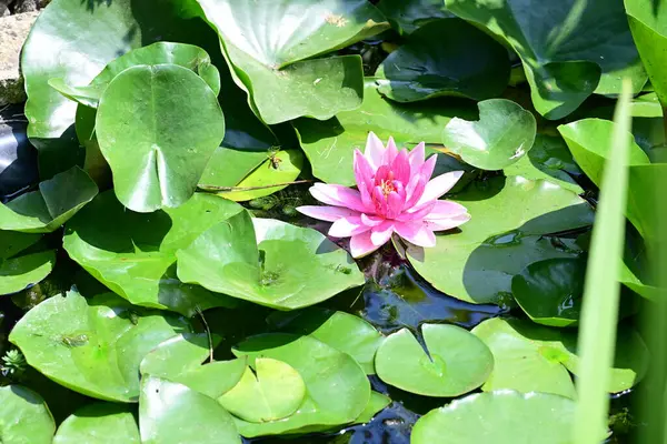 Gölette büyüyen nilüfer çiçeği